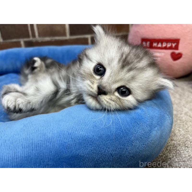 販売中の東京都のスコティッシュフォールド-134462の8枚目