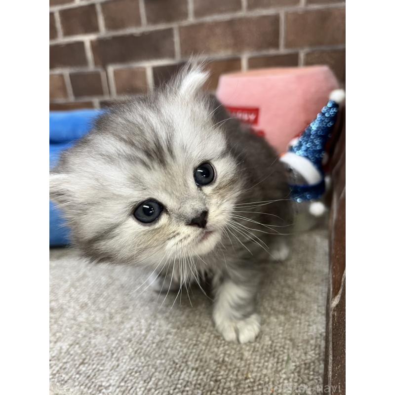 販売中の東京都のスコティッシュフォールド-134462の7枚目