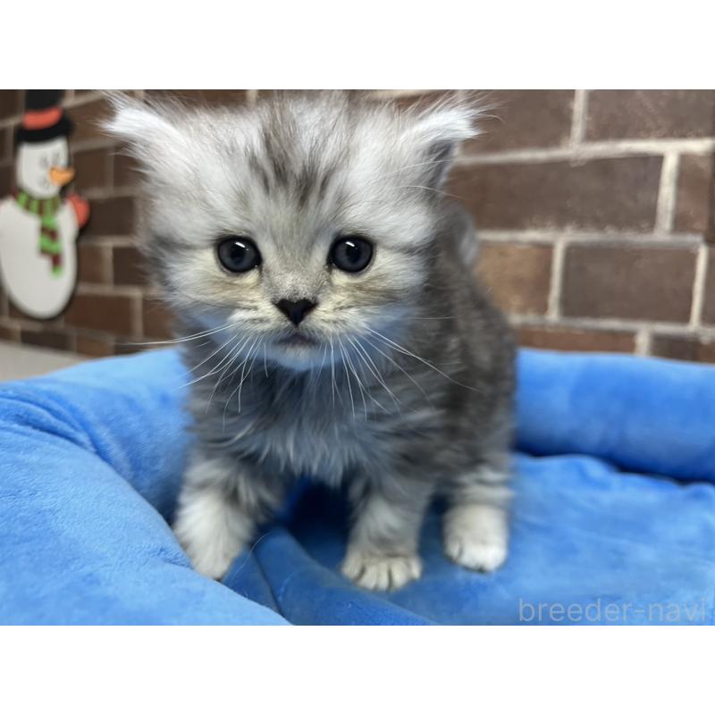 販売中の東京都のスコティッシュフォールド-134462の6枚目