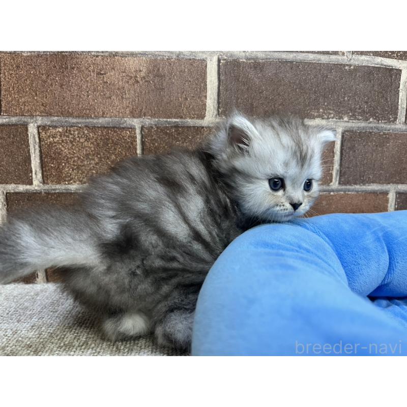 販売中の東京都のスコティッシュフォールド-134462の5枚目