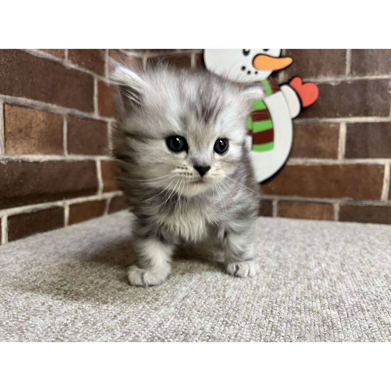 販売中の東京都のスコティッシュフォールド-134462の4枚目