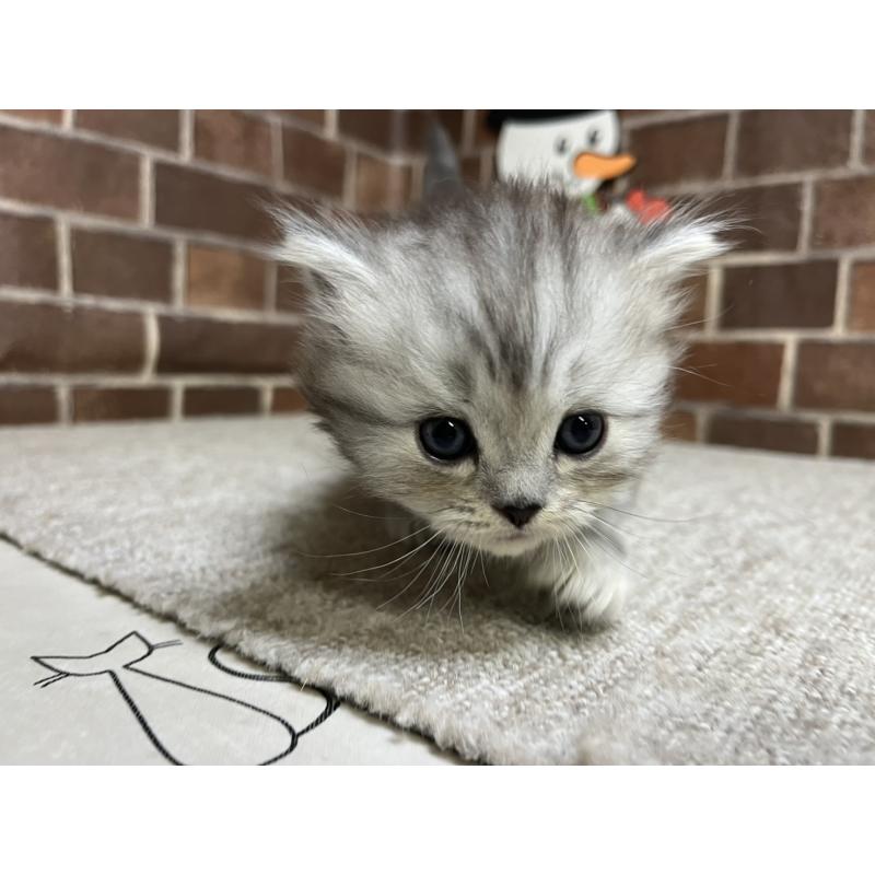 販売中の東京都のスコティッシュフォールド-134462の3枚目