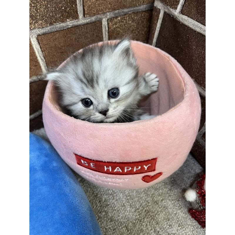 販売中の東京都のスコティッシュフォールド-134462の2枚目