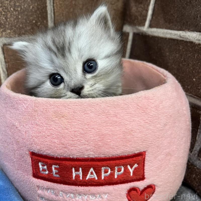 販売中の東京都のスコティッシュフォールド-134462