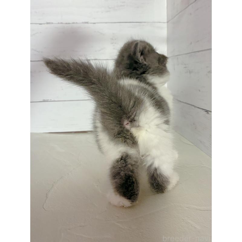 販売中の東京都のエキゾチックショートヘア-134464の5枚目