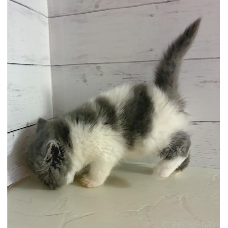 販売中の東京都のエキゾチックショートヘア-134464の4枚目