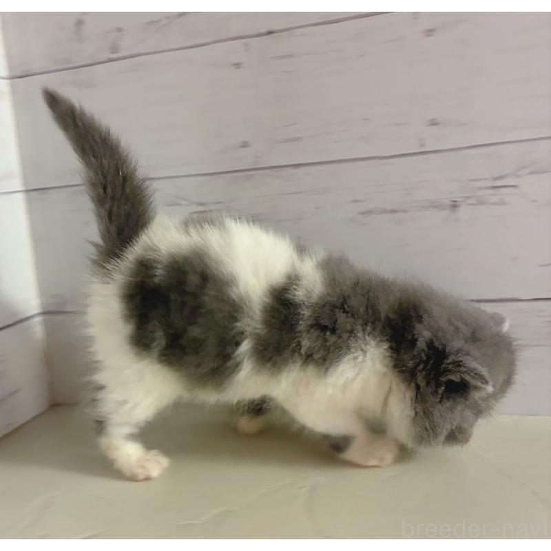 販売中の東京都のエキゾチックショートヘア-134464の3枚目