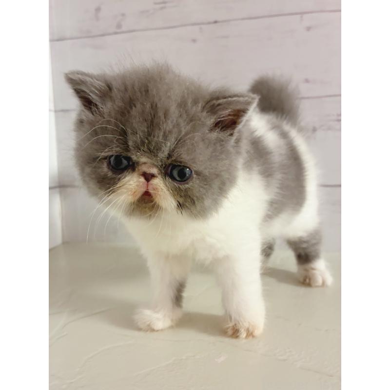 販売中の東京都のエキゾチックショートヘア-134464の2枚目