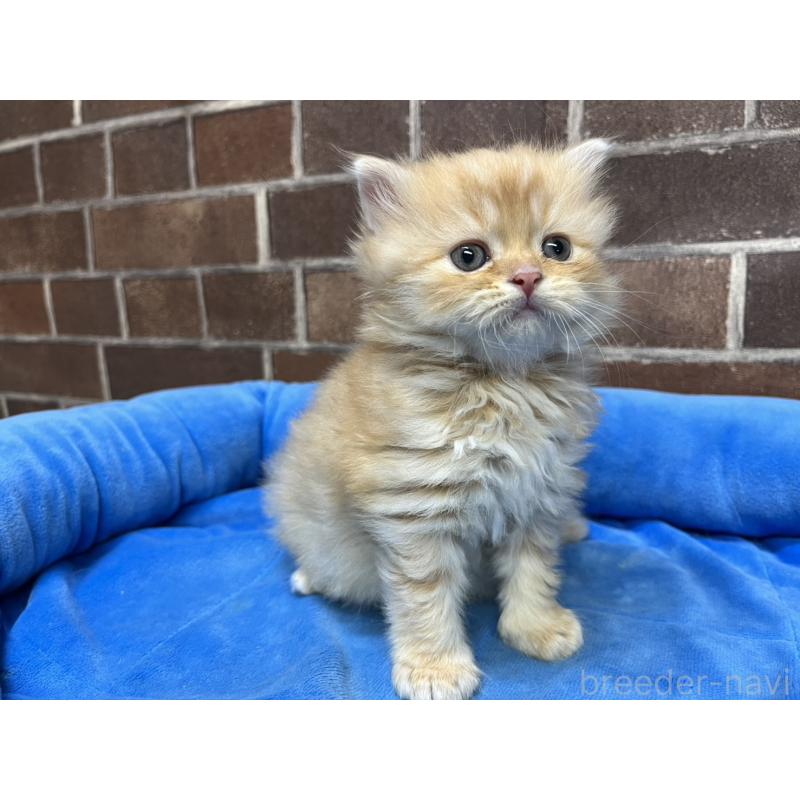 販売中の東京都のスコティッシュフォールド-134463の6枚目