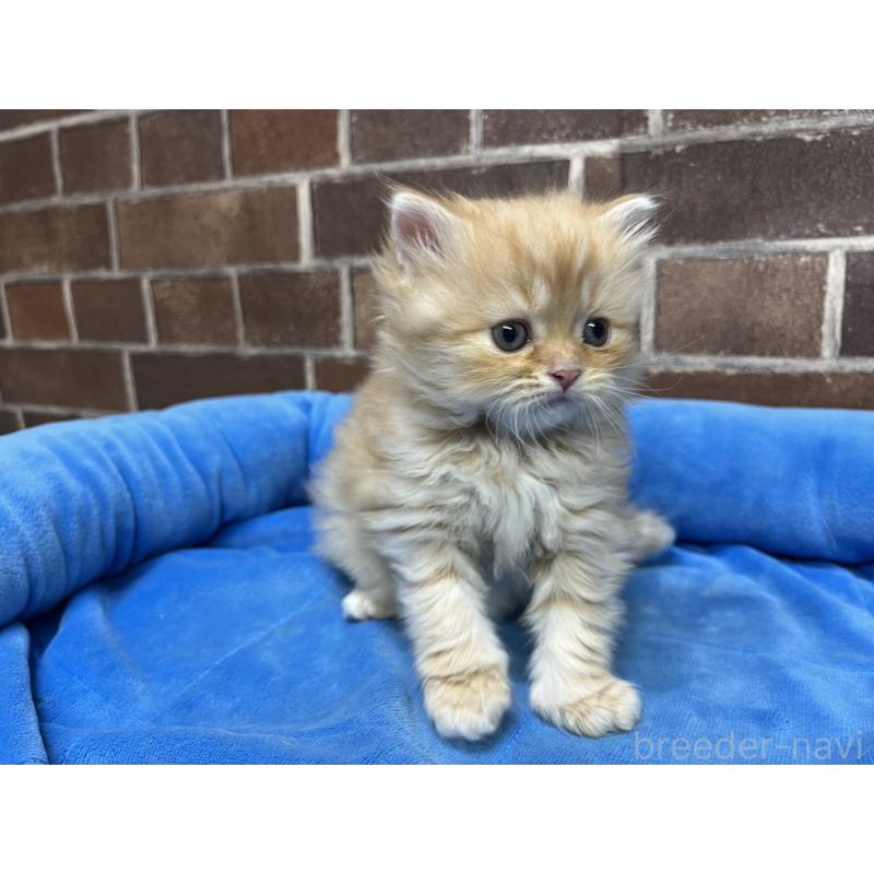 販売中の東京都のスコティッシュフォールド-134463の5枚目