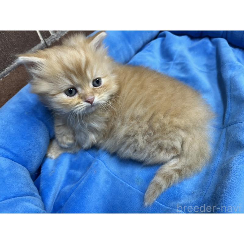 販売中の東京都のスコティッシュフォールド-134463の3枚目