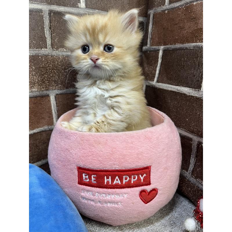 販売中の東京都のスコティッシュフォールド-134463の2枚目