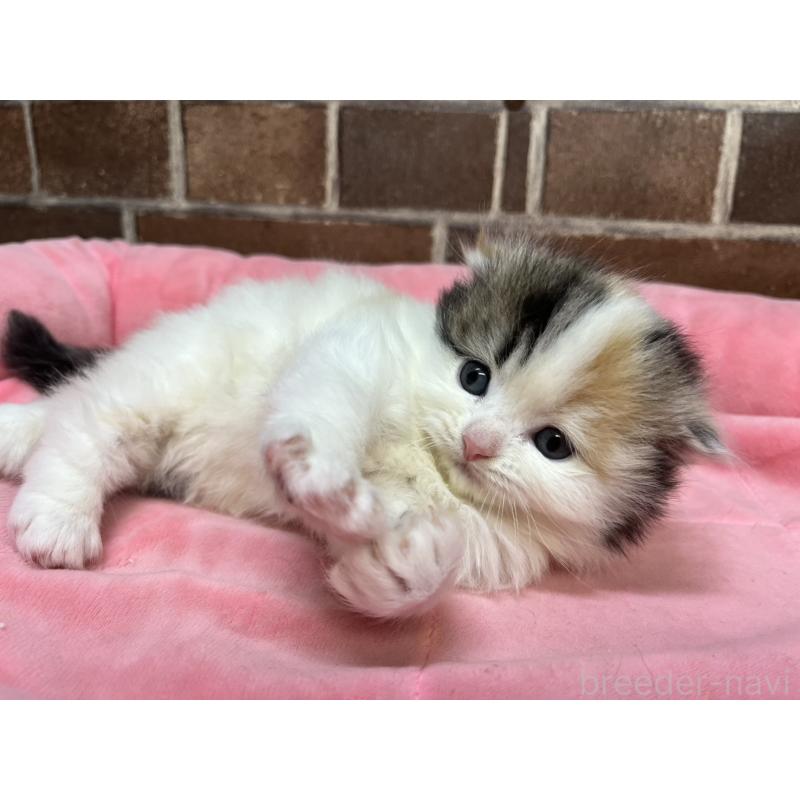 販売中の東京都のスコティッシュフォールド(折れ耳)-134465の7枚目