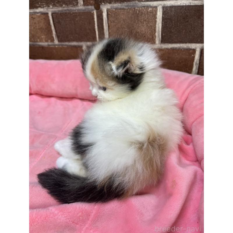 販売中の東京都のスコティッシュフォールド(折れ耳)-134465の6枚目