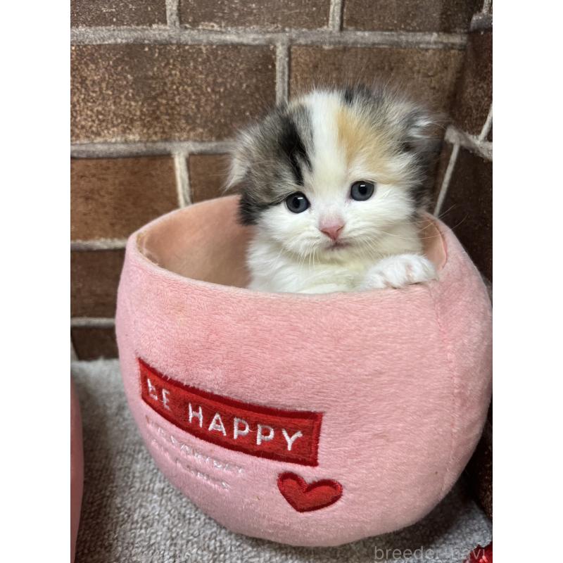 販売中の東京都のスコティッシュフォールド(折れ耳)-134465の5枚目