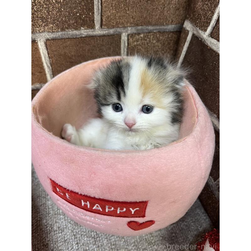 販売中の東京都のスコティッシュフォールド(折れ耳)-134465の4枚目