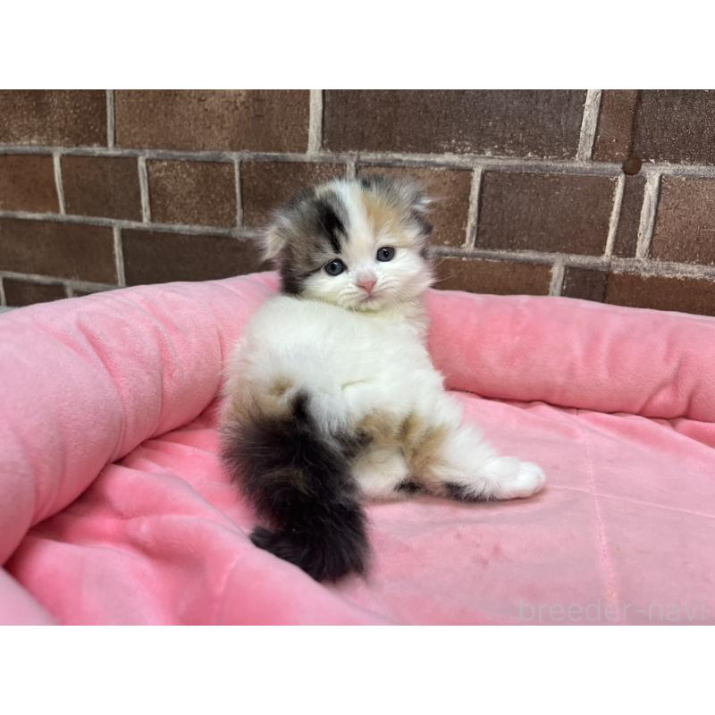 販売中の東京都のスコティッシュフォールド(折れ耳)-134465の3枚目