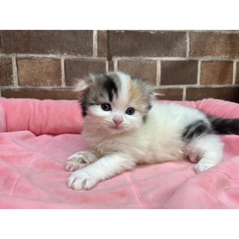 販売中の東京都のスコティッシュフォールド(折れ耳)-134465の2枚目