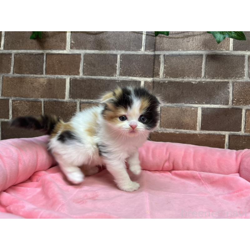 販売中の東京都のスコティッシュフォールド(折れ耳)-134466の8枚目