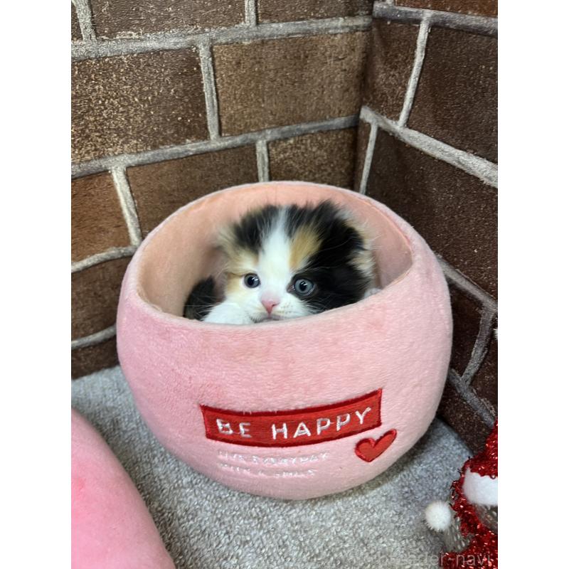 販売中の東京都のスコティッシュフォールド(折れ耳)-134466の5枚目