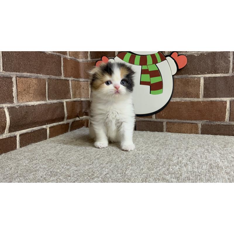 販売中の東京都のスコティッシュフォールド(折れ耳)-134466の3枚目