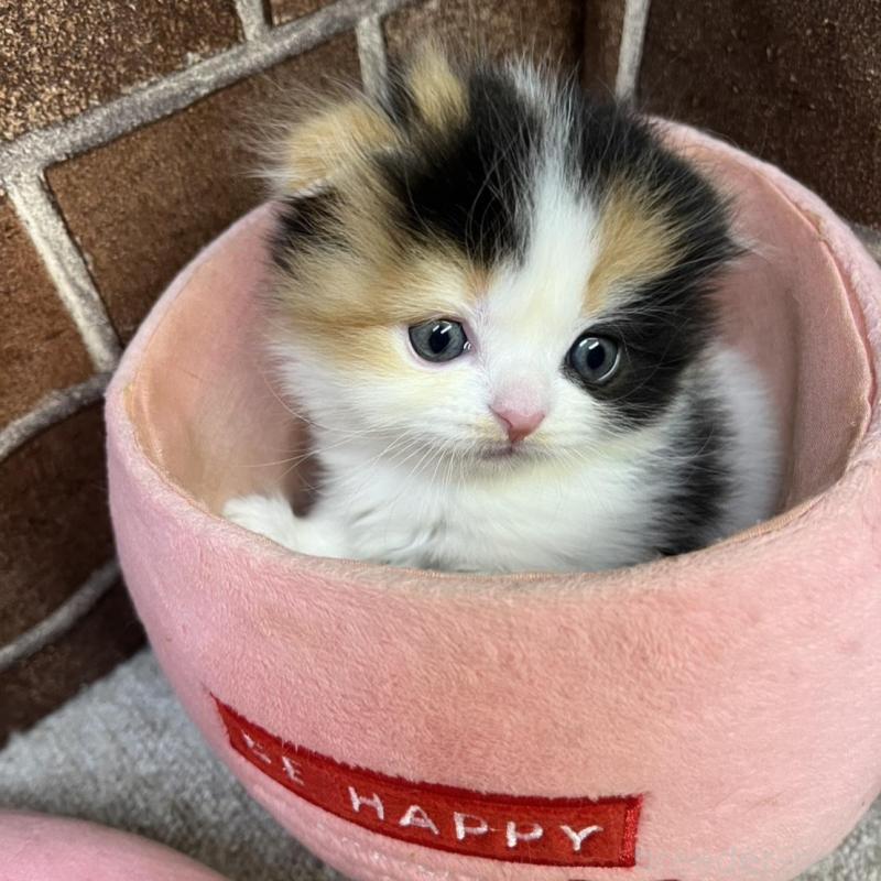 販売中の東京都のスコティッシュフォールド(折れ耳)-134466の1枚目