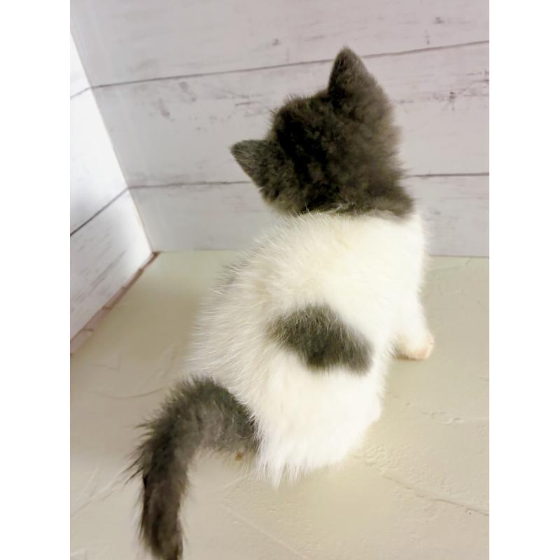 販売中の東京都のエキゾチックショートヘア-134467の5枚目