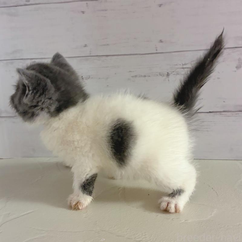 販売中の東京都のエキゾチックショートヘア-134467の4枚目