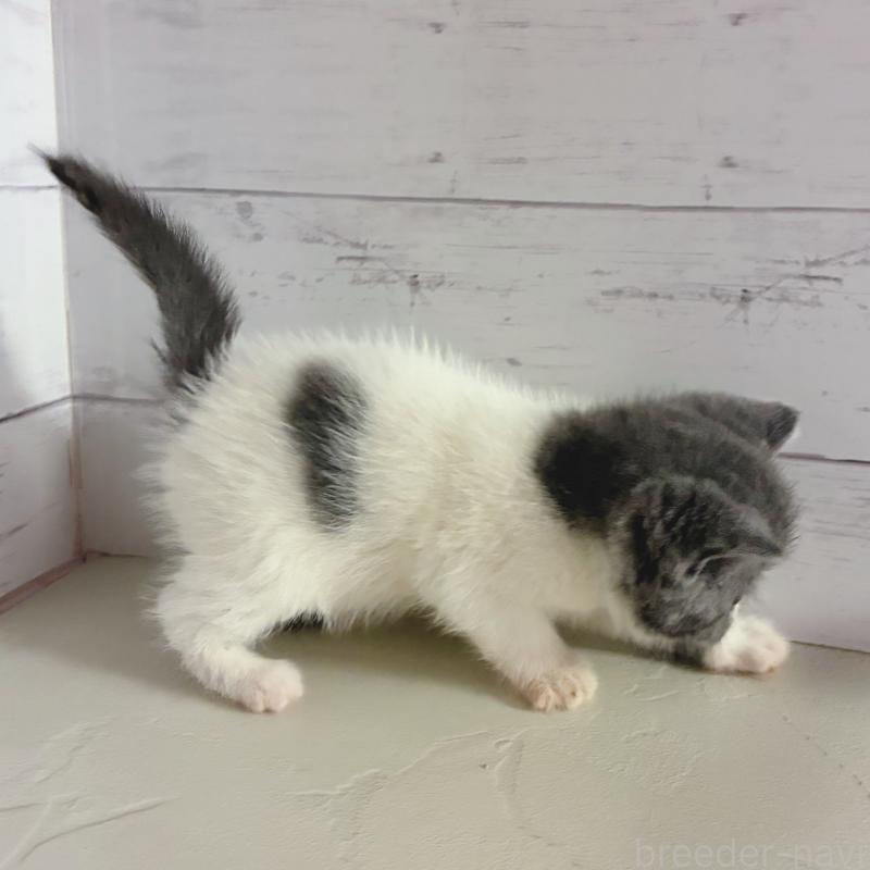 販売中の東京都のエキゾチックショートヘア-134467の3枚目