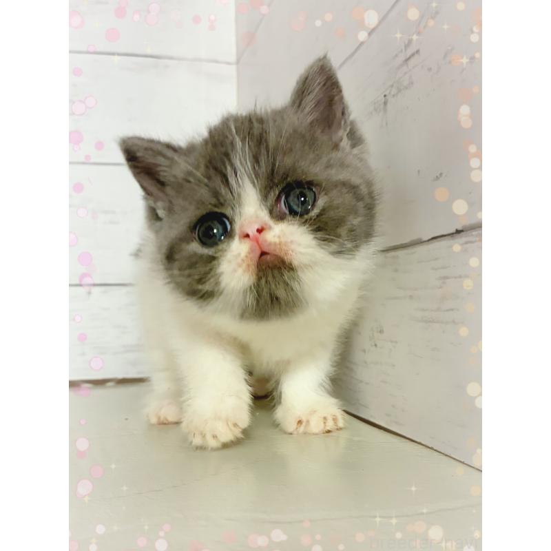 販売中の東京都のエキゾチックショートヘア-134467の2枚目