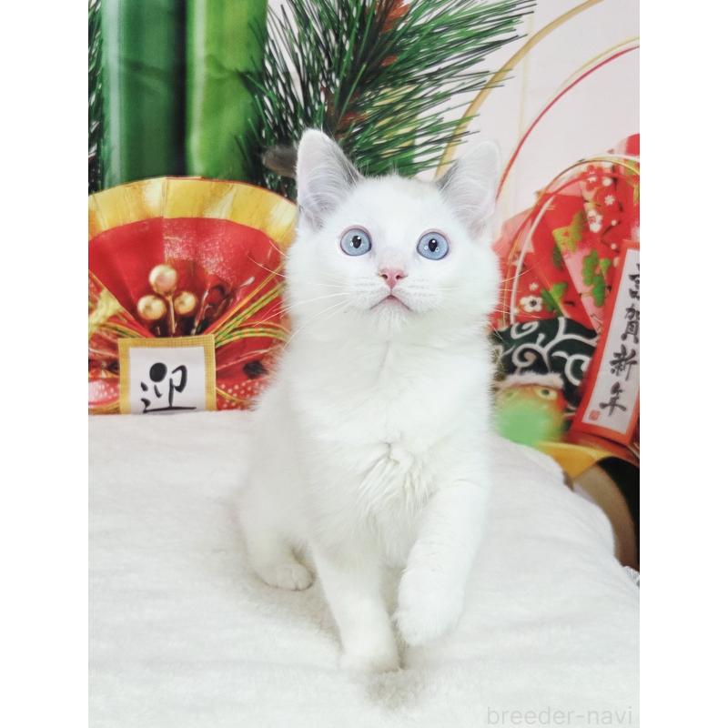 販売中の奈良県のラグドール-134468の4枚目