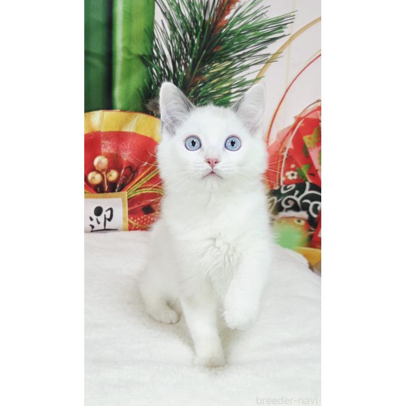 販売中の奈良県のラグドール-134468の3枚目