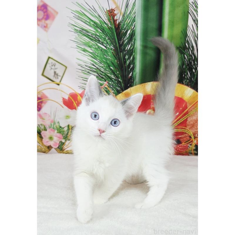 販売中の奈良県のラグドール-134468の2枚目