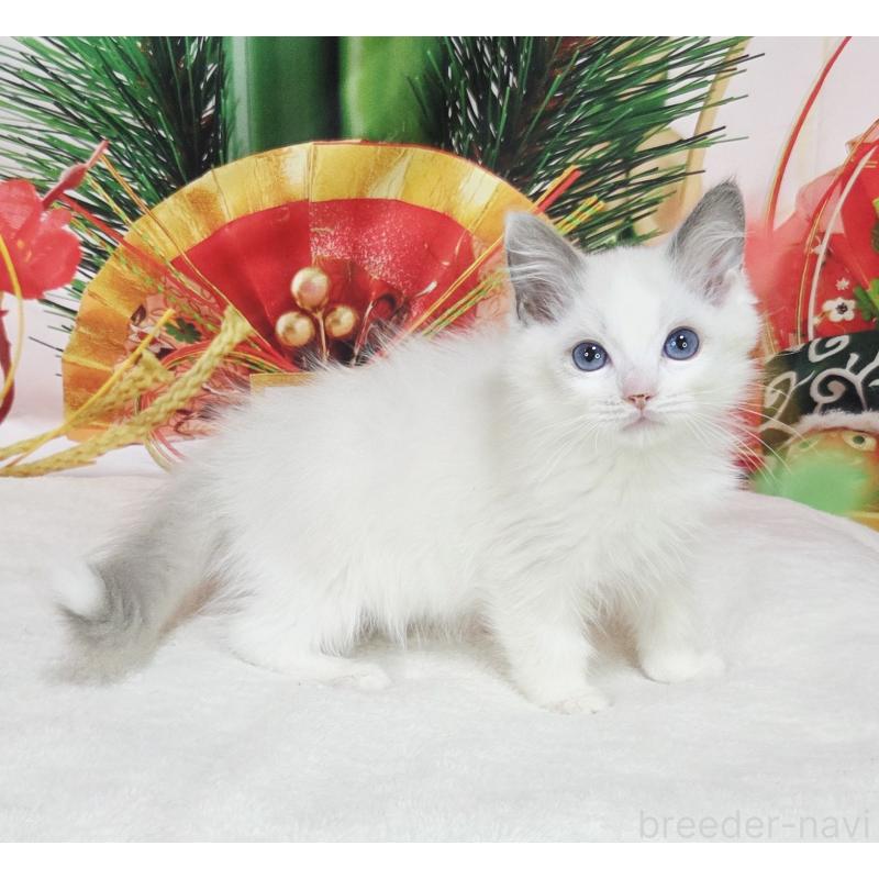 販売中の奈良県のラグドール-134469の5枚目