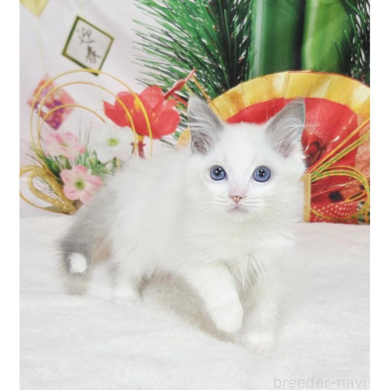 販売中の奈良県のラグドール-134469の4枚目