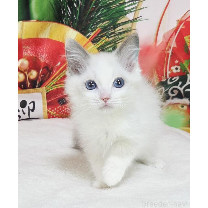 販売中の奈良県のラグドール-134469の3枚目