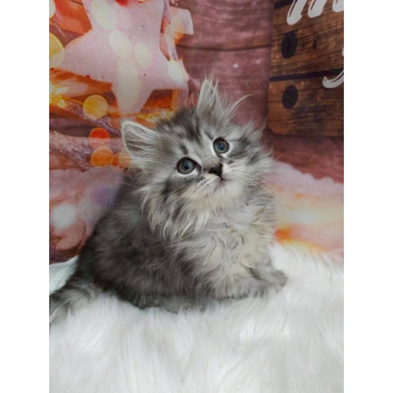 成約済の埼玉県のサイベリアン-133036の2枚目