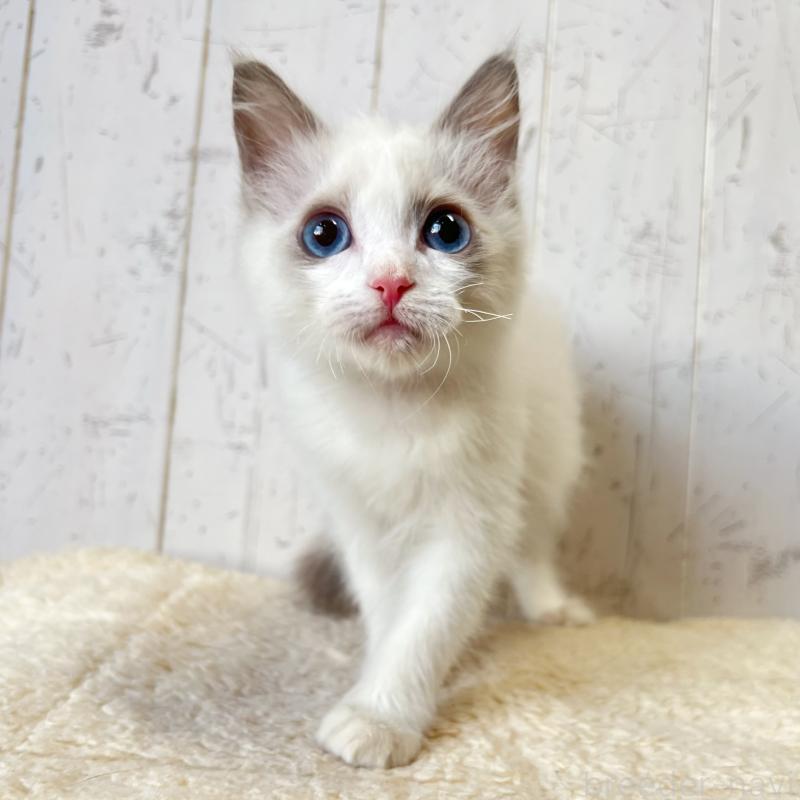 販売中の千葉県のラグドール-134470