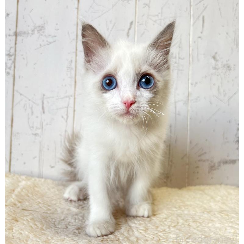 販売中の千葉県のラグドール-134470の5枚目