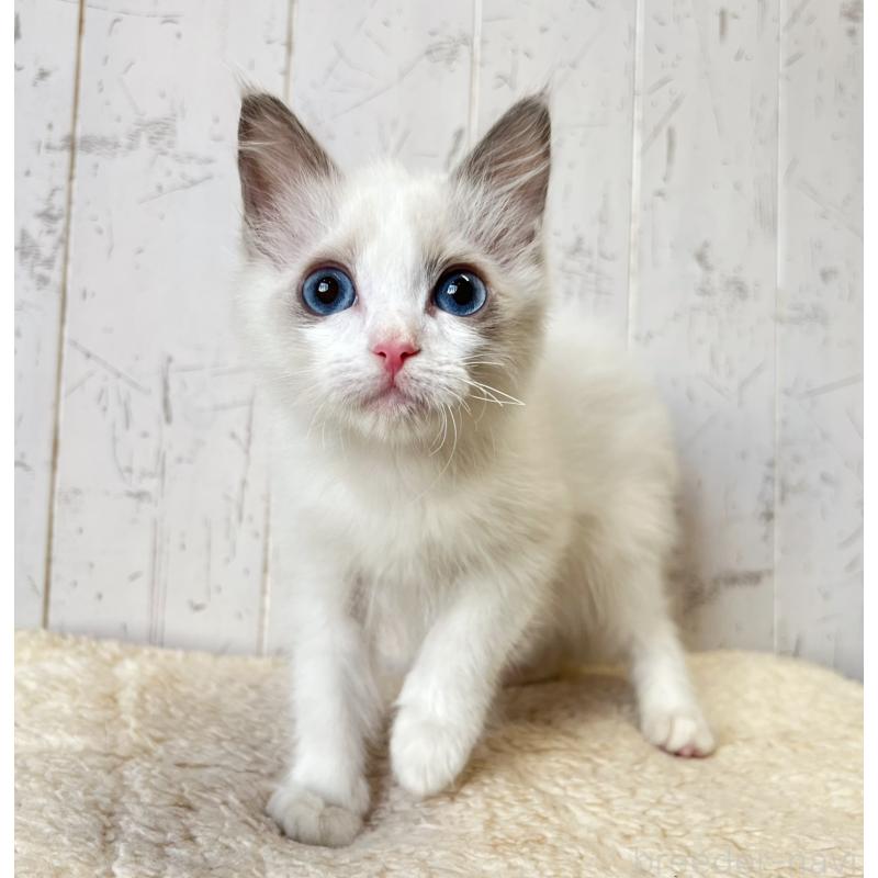 販売中の千葉県のラグドール-134470の4枚目