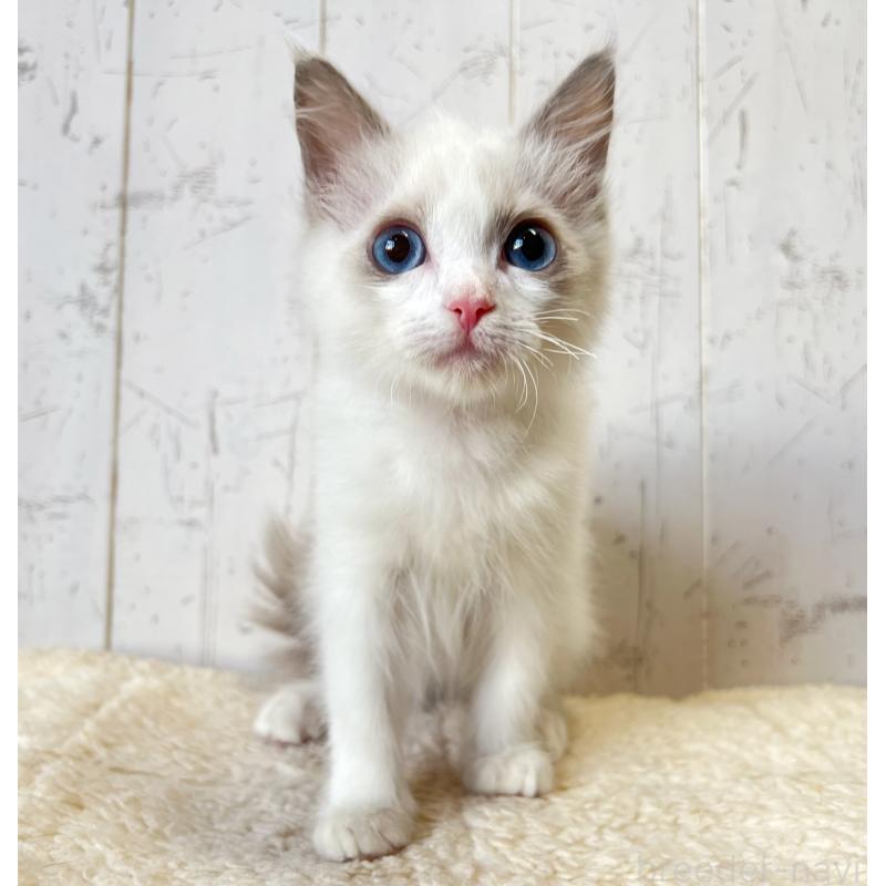 販売中の千葉県のラグドール-134470の3枚目