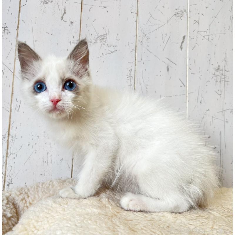 販売中の千葉県のラグドール-134470の2枚目