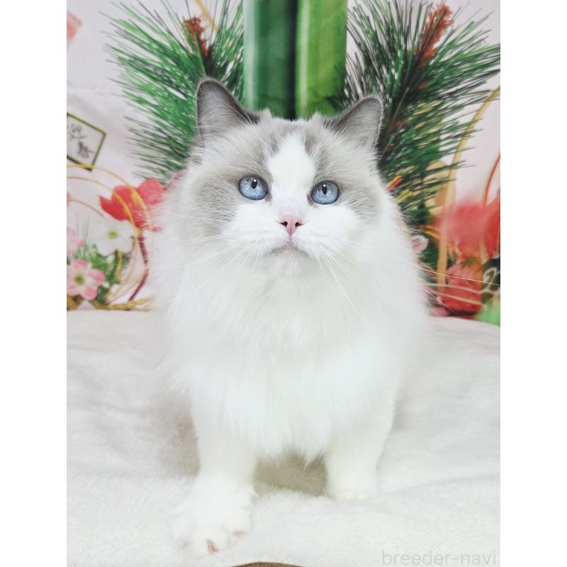 販売中の奈良県のラグドール-131857の5枚目