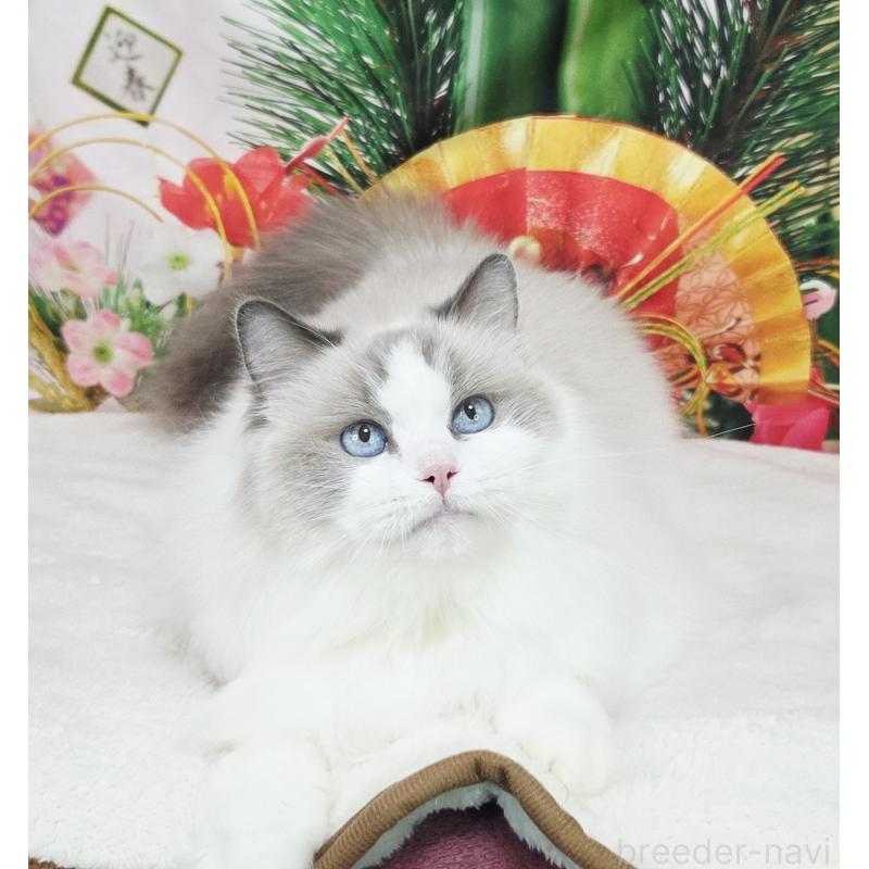 販売中の奈良県のラグドール-131857の3枚目