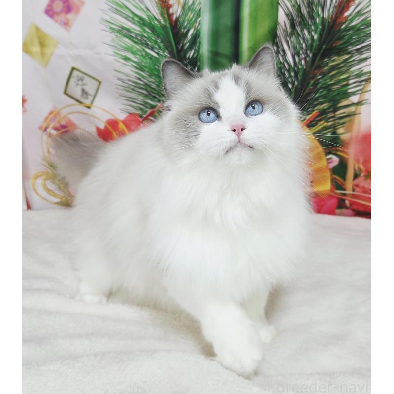 販売中の奈良県のラグドール-131857の2枚目