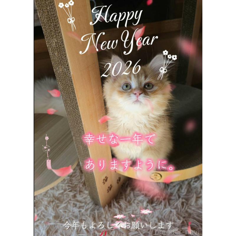 商談中の埼玉県のサイベリアン-132473の2枚目