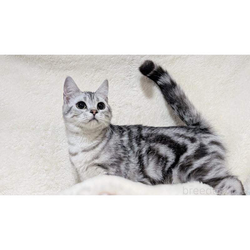 販売中の宮城県のスコティッシュフォールド-118636の8枚目