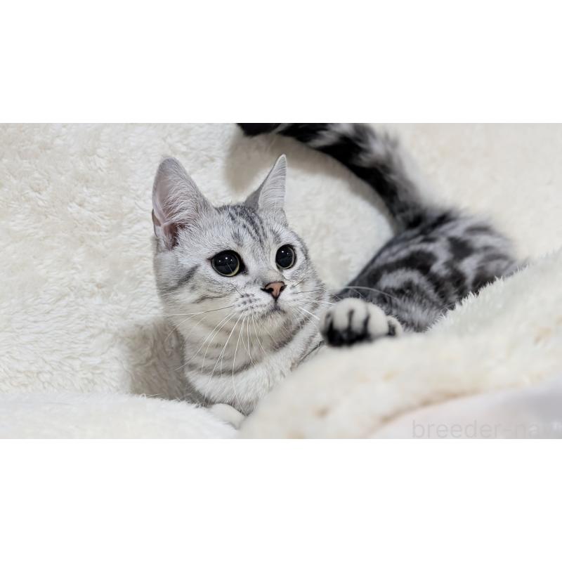 販売中の宮城県のスコティッシュフォールド-118636の7枚目