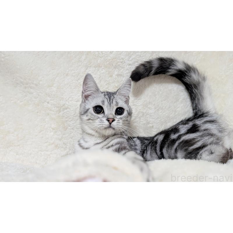 販売中の宮城県のスコティッシュフォールド-118636の6枚目