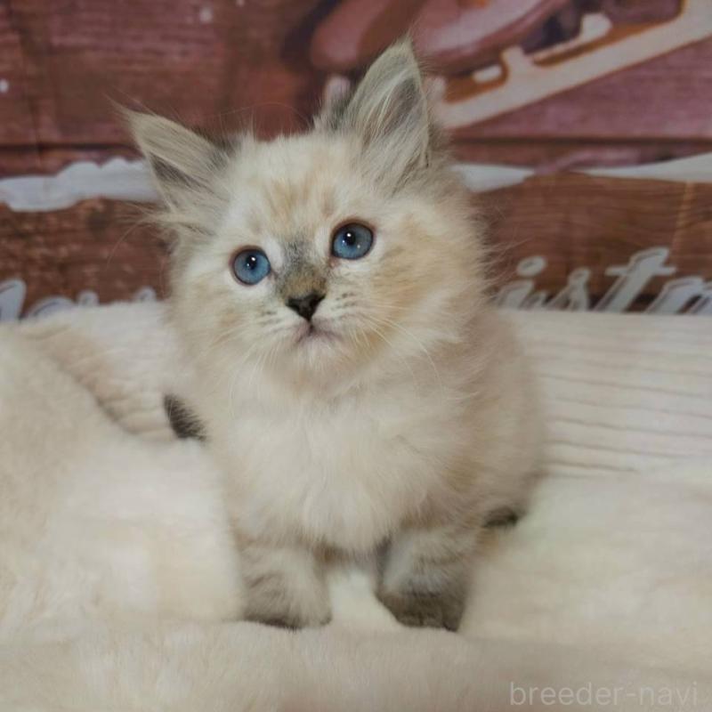 商談中の埼玉県のサイベリアン-132480の2枚目